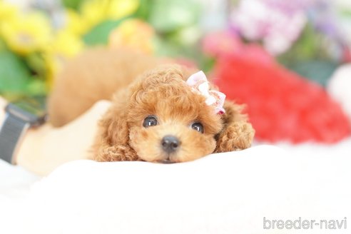 成約済の埼玉県のトイプードル-346992の1枚目