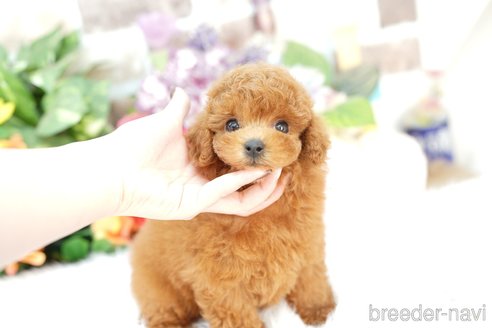 成約済の埼玉県のトイプードル-346992の3枚目