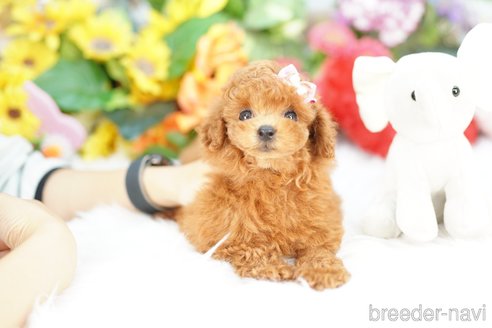 成約済の埼玉県のトイプードル-346992の2枚目