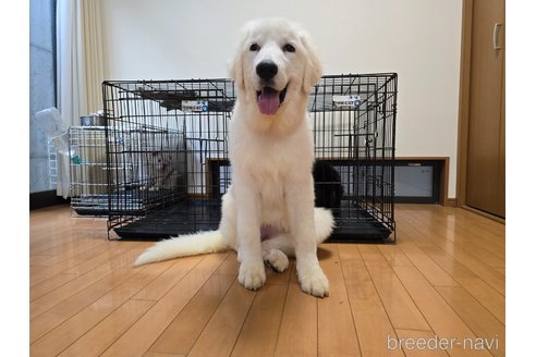 成約済の新潟県のグレートピレニーズ-346993の2枚目