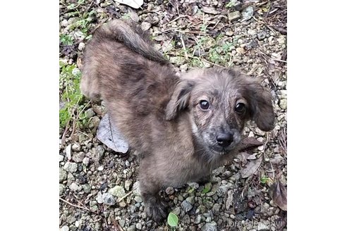 成約済の岐阜県のミックス犬-337731の2枚目