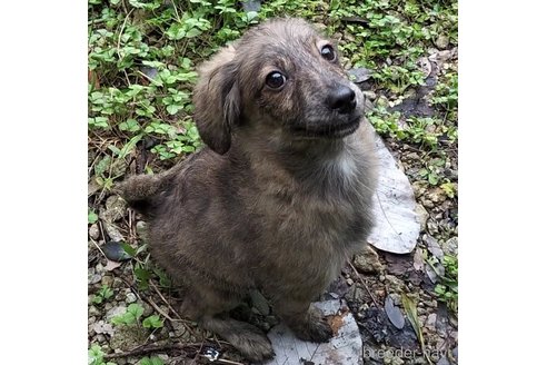成約済の岐阜県のミックス犬-337731