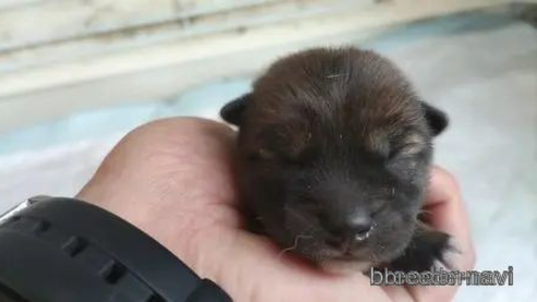 成約済の静岡県の豆柴-347004の7枚目