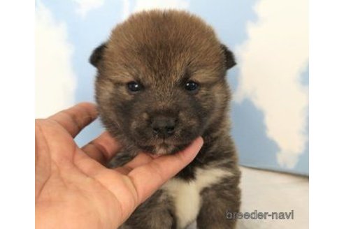 成約済の静岡県の豆柴-347004の6枚目