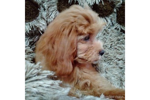 成約済の埼玉県のマルプー:マルチーズ×トイプードル-347010の2枚目