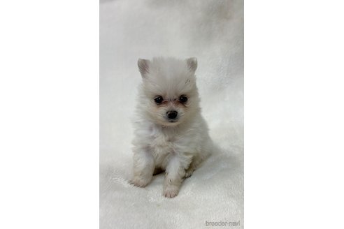 成約済の山口県のポメラニアン-347051の5枚目