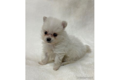 成約済の山口県のポメラニアン-347051の2枚目