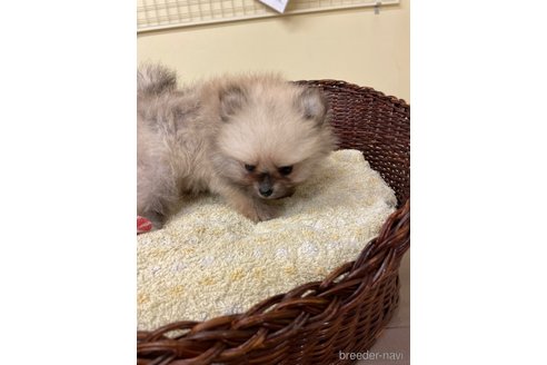 成約済の愛知県のポメラニアン-347060の6枚目