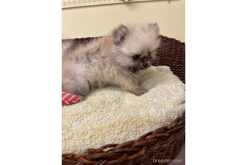 成約済の愛知県のポメラニアン-347060の7枚目