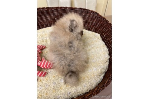 成約済の愛知県のポメラニアン-347060の3枚目