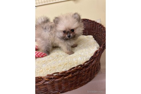成約済の愛知県のポメラニアン-347060の4枚目