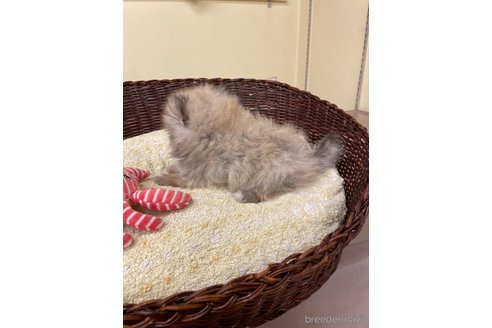 成約済の愛知県のポメラニアン-347060の5枚目