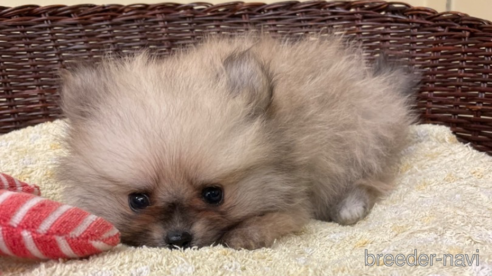 成約済の愛知県のポメラニアン-347060の2枚目