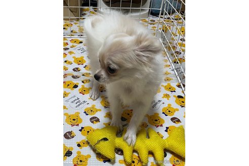 成約済の神奈川県のチワワ(ロングコート)-328939の3枚目