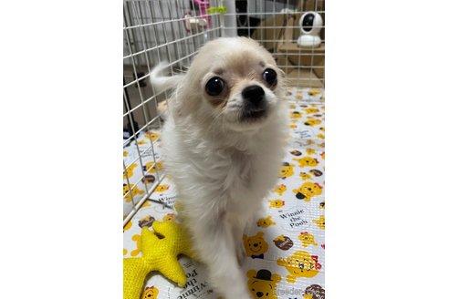 成約済の神奈川県のチワワ(ロングコート)-328939の1枚目