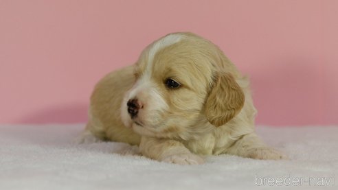 成約済の茨城県のコッカプー:アメリカンコッカースパニエル×トイプードル-347068の3枚目