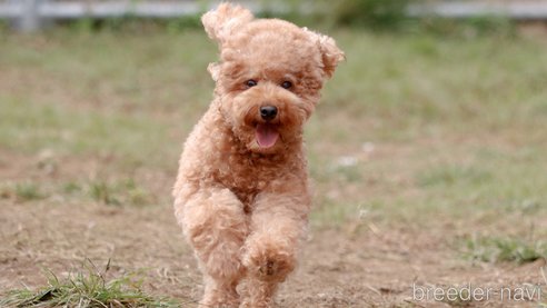 るんるんちゃん1枚目
