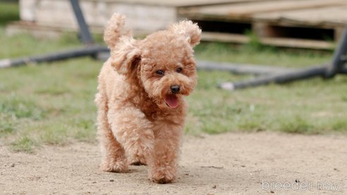 るんるんちゃん1枚目