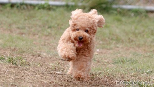 るんるんちゃん1枚目