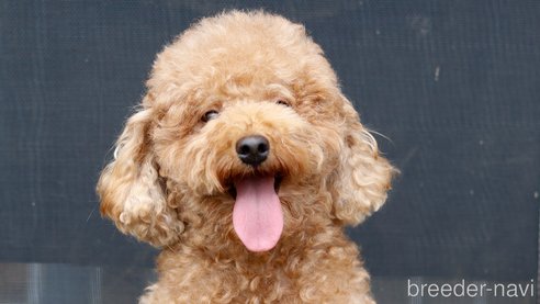 るんるんちゃん1枚目
