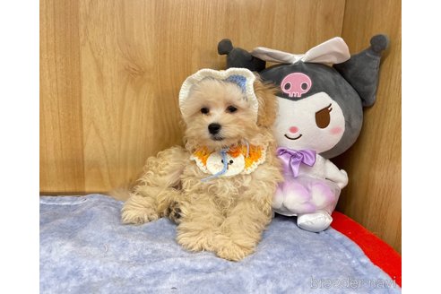 成約済の愛知県のマルプー:マルチーズ×トイプードル-341705の4枚目