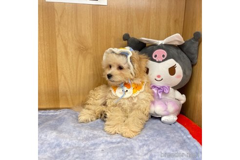 成約済の愛知県のマルプー:マルチーズ×トイプードル-341705の5枚目