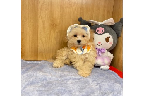 成約済の愛知県のマルプー:マルチーズ×トイプードル-341705の6枚目