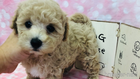 成約済の愛知県のビションプー:ビションフリーゼ×トイプードル-347074の5枚目