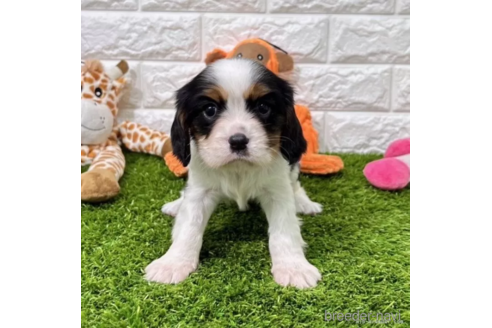 成約済の愛知県のキャバリアキングチャールズスパニエル-345178の5枚目