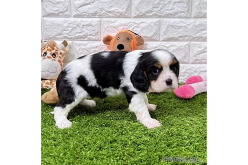 成約済の愛知県のキャバリアキングチャールズスパニエル-345178の3枚目