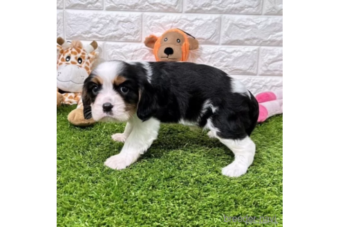 成約済の愛知県のキャバリアキングチャールズスパニエル-345178の4枚目