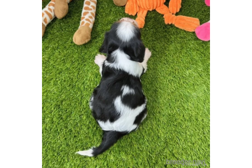 成約済の愛知県のキャバリアキングチャールズスパニエル-345178の2枚目