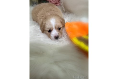 成約済の香川県のミックス犬-345221の2枚目