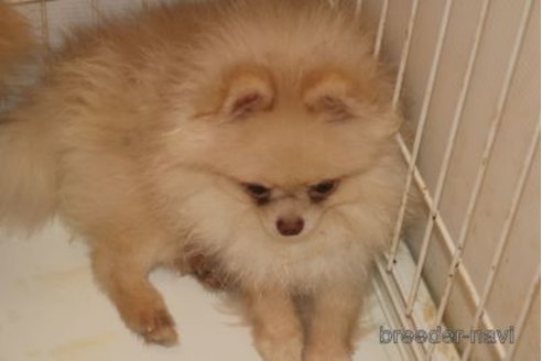 販売中の静岡県のポメラニアン-291689の6枚目