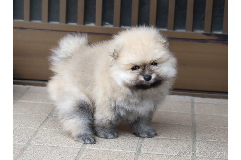 成約済の埼玉県のポメラニアン-347140の5枚目