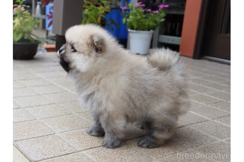 成約済の埼玉県のポメラニアン-347140の4枚目
