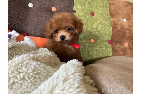 成約済の福岡県のタイニープードル-347141の5枚目