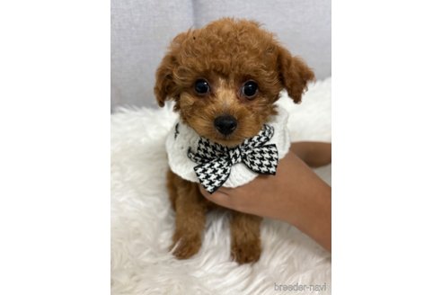 成約済の千葉県のタイニープードル-347165の5枚目