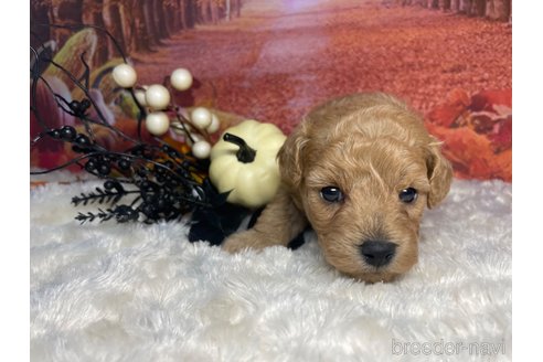 成約済の熊本県のポメプー:ポメラニアン×トイプードル-344152の5枚目
