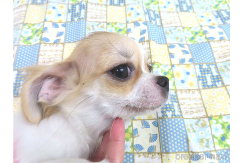 成約済の千葉県のチワワ(ロングコート)-344643の9枚目