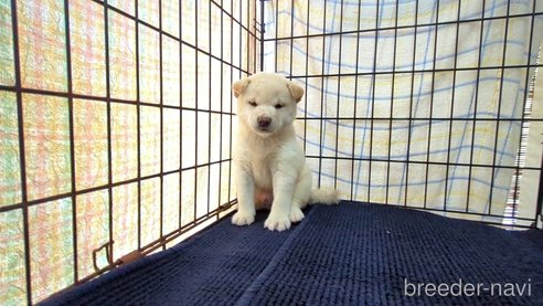 成約済の茨城県の柴犬-332598の2枚目