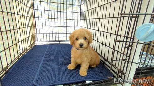 成約済の茨城県のトイプードル-333878の4枚目