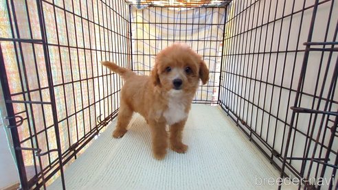 成約済の茨城県のミックス犬-324819の2枚目