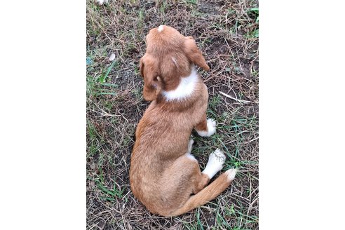 成約済の神奈川県のミックス犬-316900の6枚目