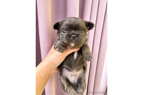 成約済の福島県のチワワ(ロングコート)-347172の4枚目