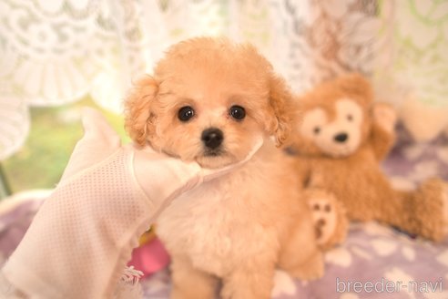 成約済の山梨県のティーカッププードル-336280の8枚目