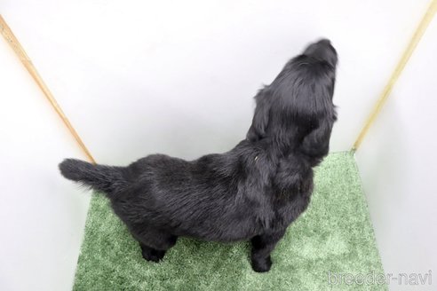 成約済の群馬県のフラットコーテッドレトリーバー-347190の6枚目