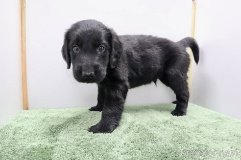 成約済の群馬県のフラットコーテッドレトリーバー-347190の2枚目