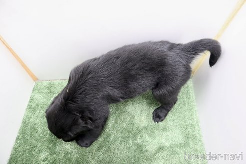成約済の群馬県のフラットコーテッドレトリーバー-347190の3枚目