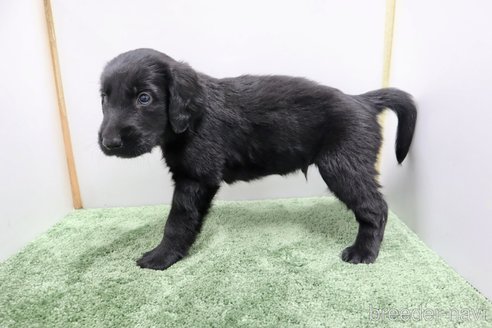 成約済の群馬県のフラットコーテッドレトリーバー-347190の4枚目